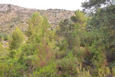 finca rústica en castell de castells