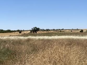 finca rústica en corral de almaguer