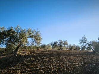 finca rústica en lobon