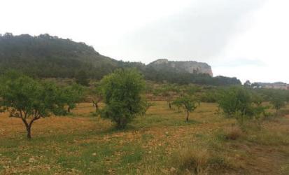 finca rústica en monover-monovar