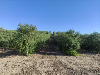 finca rústica en marchena