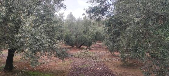 finca rústica en santisteban del puerto