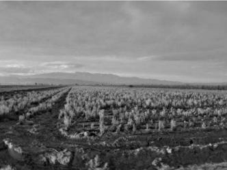 finca rústica en totana