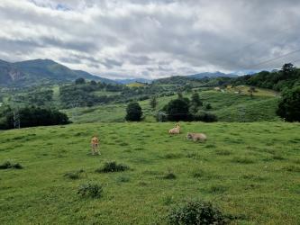 finca rústica en parres