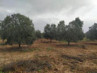 finca rústica en gibraleon