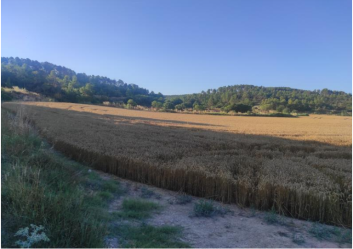 finca rústica en l'espluga calba