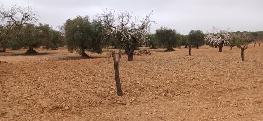 finca rústica en caudete de las fuentes
