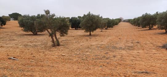 finca rústica en fuenterrobles