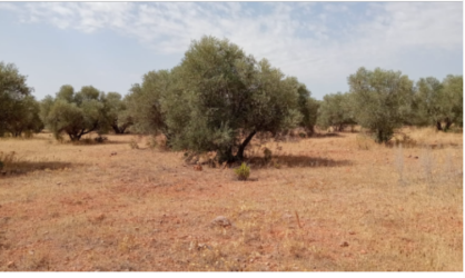 finca rústica en alhambra