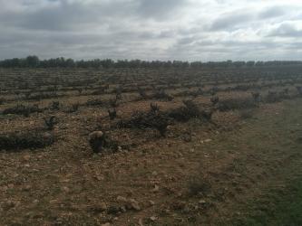 finca rústica en carrion de calatrava