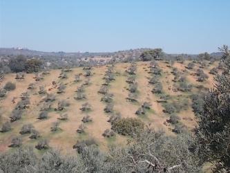 finca rústica en montoro