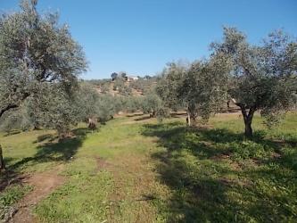 finca rústica en montoro