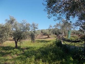 finca rústica en montoro