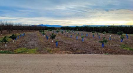 finca rústica en alzira