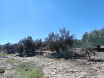 finca rústica en cazalilla