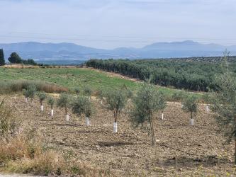 finca rústica en lachar
