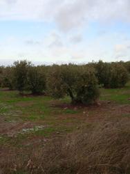 finca rústica en castellar de santiago
