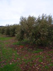 finca rústica en castellar de santiago