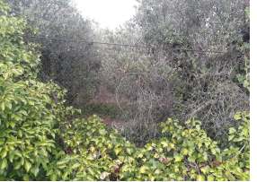 finca rústica en riudoms