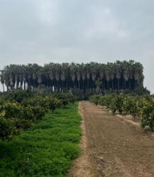 finca rústica en corbera