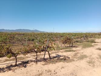 finca rústica en cariÑena