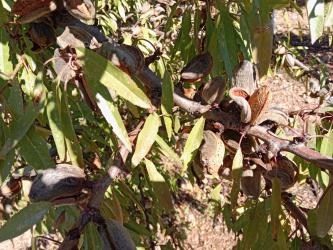 finca rústica en cariÑena