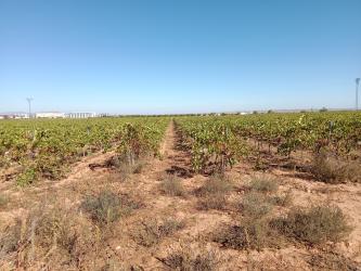 finca rústica en cariÑena