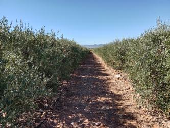 finca rústica en cariÑena