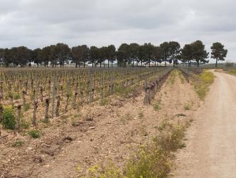 finca rústica en argamasilla de alba
