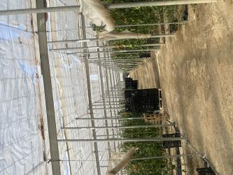 finca rústica en gallardos (los)