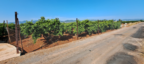 finca rústica en betxÍ