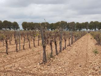 finca rústica en argamasilla de alba