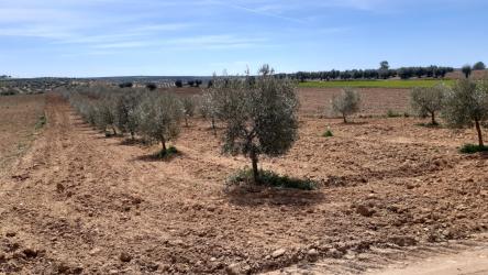 finca rústica en villasequilla