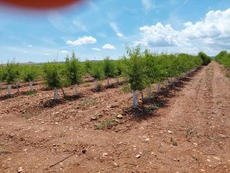 finca rústica en cariÑena