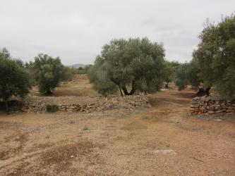 finca rústica en l aldea
