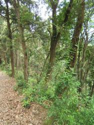 finca rústica en dosrius