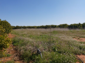 finca rústica en alquerias del niÑo perdido