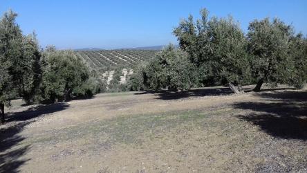 finca rústica en sabiote