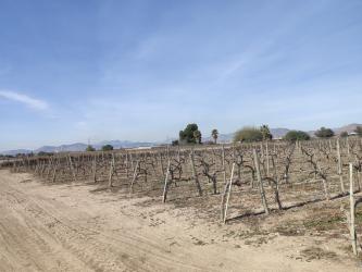 finca rústica en monforte del cid