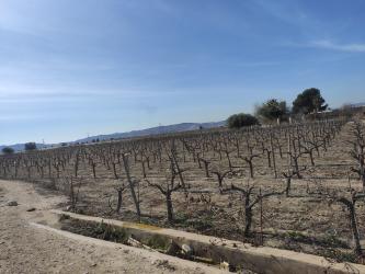 finca rústica en monforte del cid