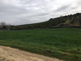 finca rústica en alcolea del rio