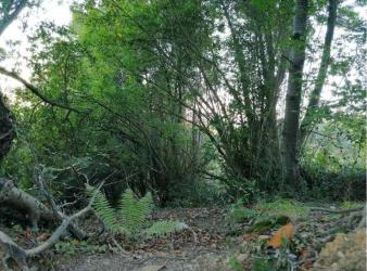 finca rústica en gijon