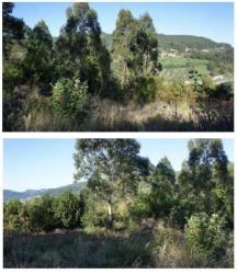 finca rústica en colunga