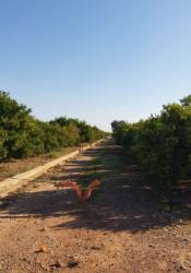 finca rústica en nules