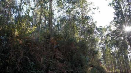 finca rústica en oviedo