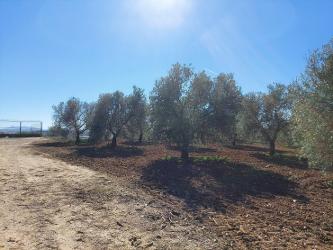 finca rústica en marchena