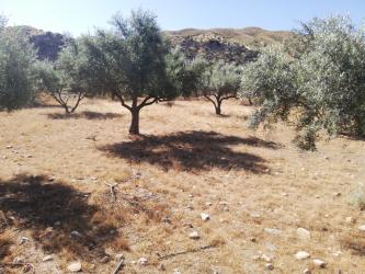 finca rústica en arboleas