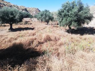 finca rústica en arboleas