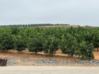 finca rústica en lepe