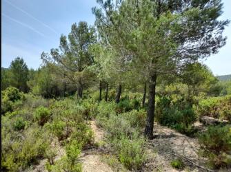 finca rústica en requena